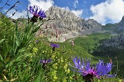 07 Fiordaliso alpino (Centaurea nervosa) con Corna Piana versante nord